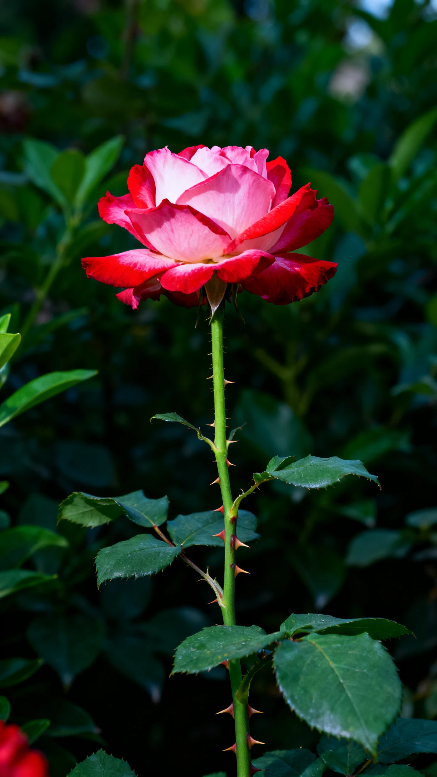 ⁣Rose: Nature's Masterpiece