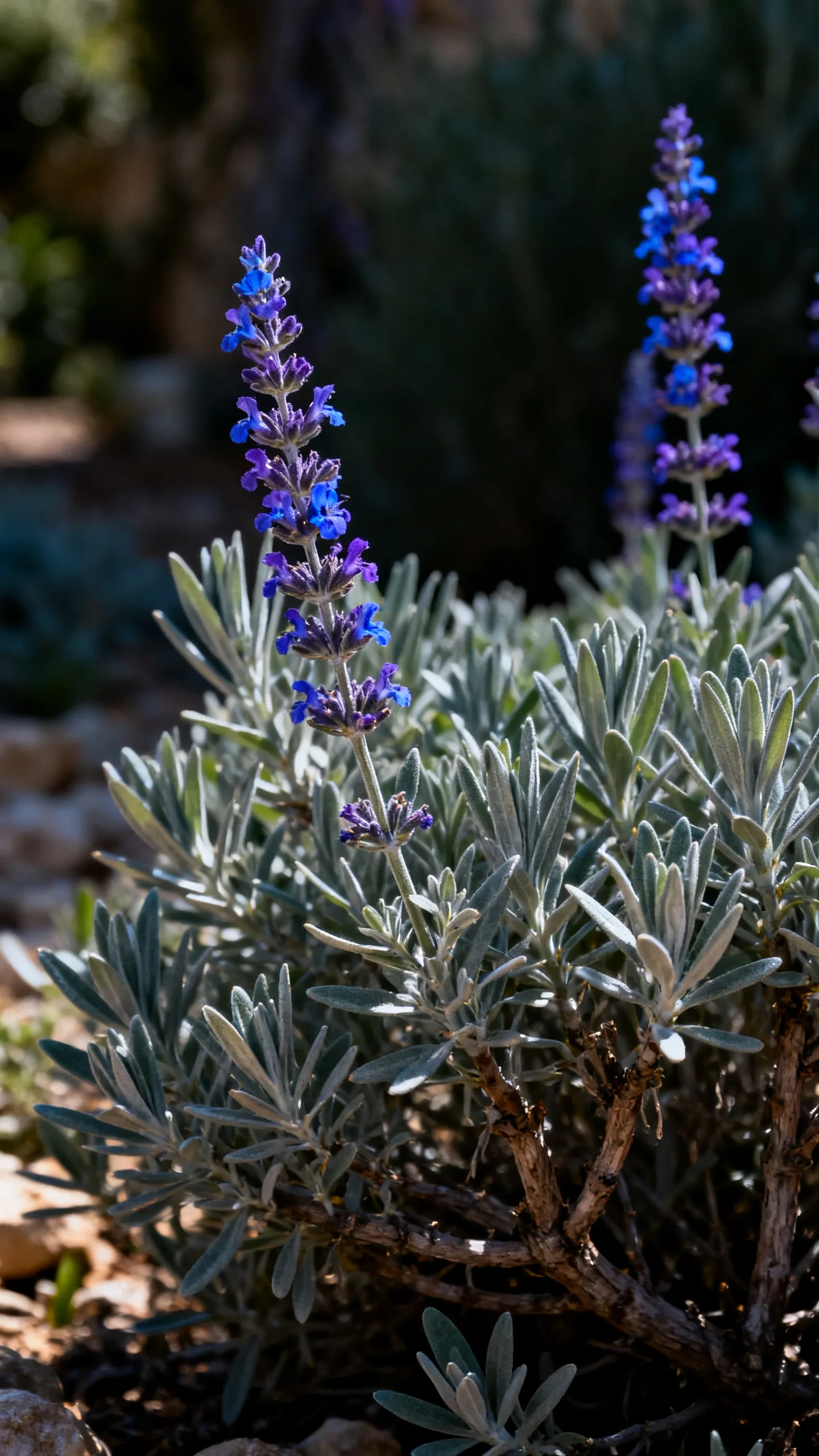 Sage: Nature's Ultimate Survivor