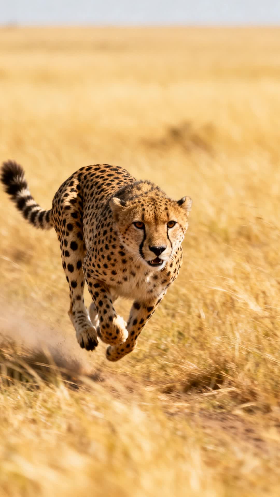 ⁣Nature's Mystery: Cheetah and 0 to 60 in Seconds