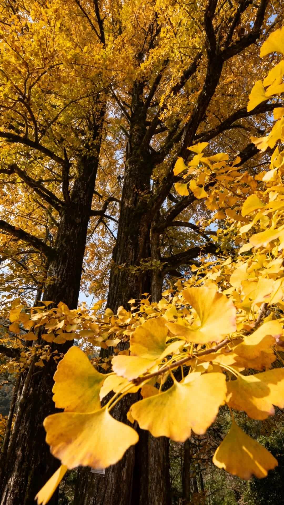 Ginkgo Biloba: Nature's Secret Miracle