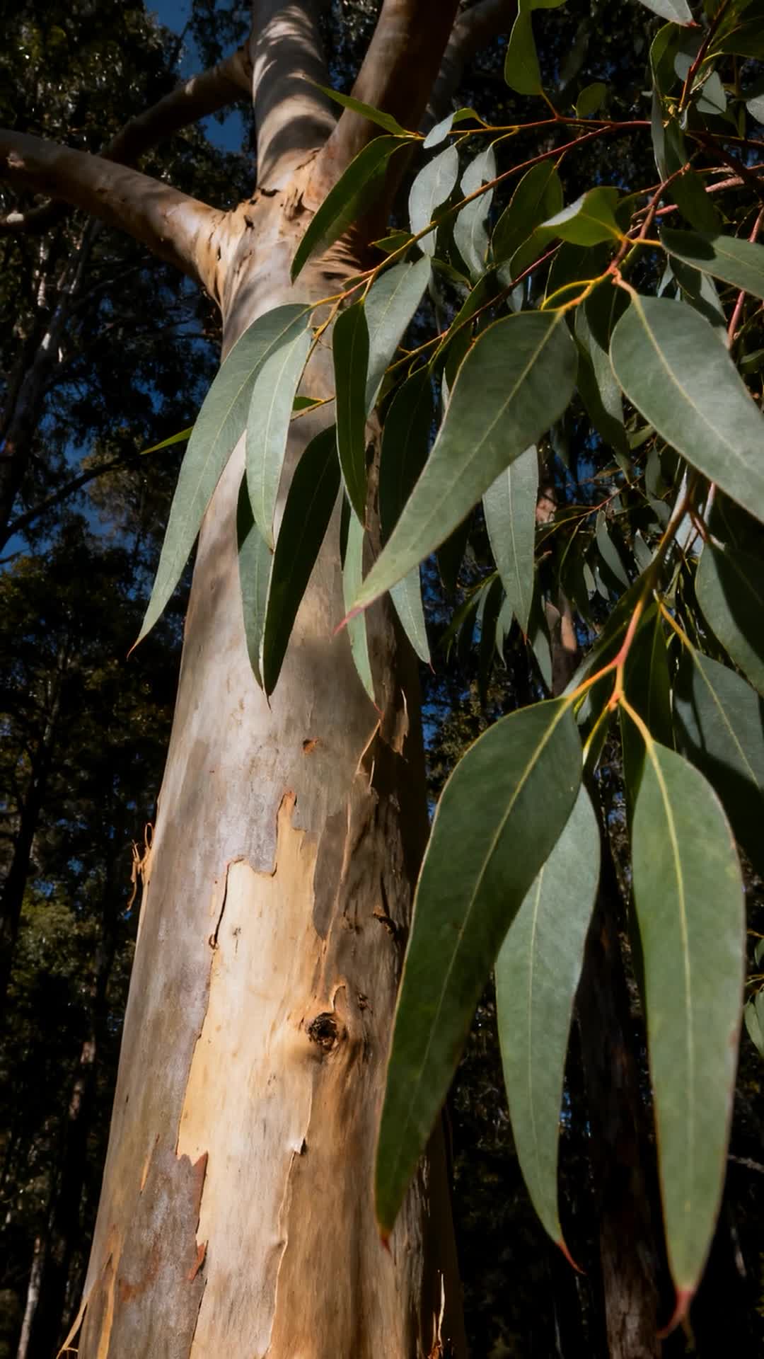 ⁣The Hidden World of the Eucalyptus