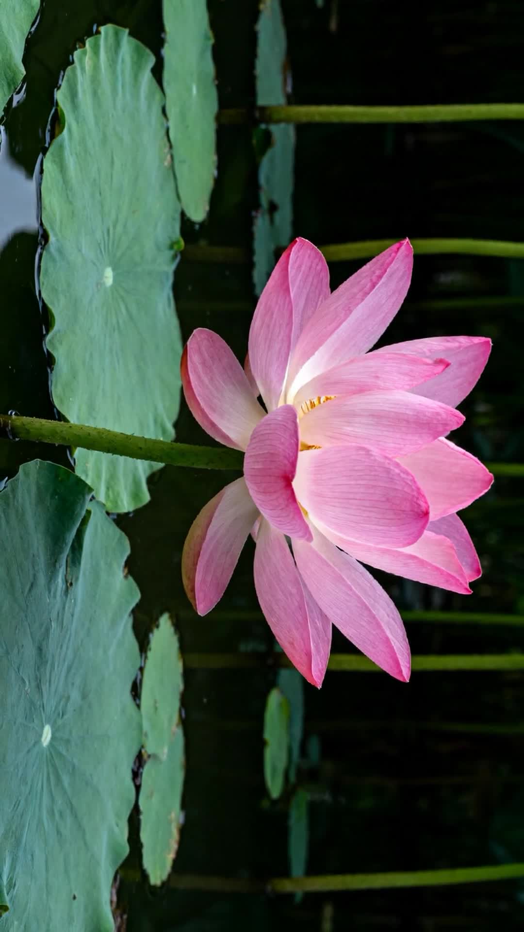 Inside the Lotus: A Botanical Mystery