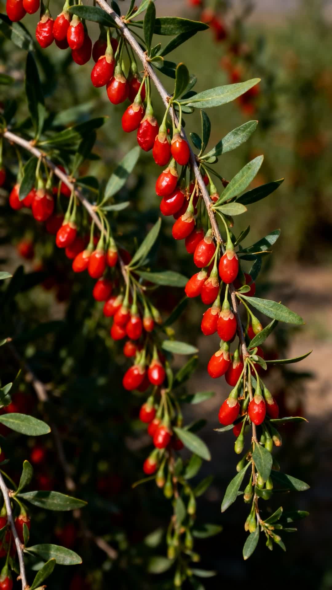 ⁣Goji Berry: The Plant That Changed History